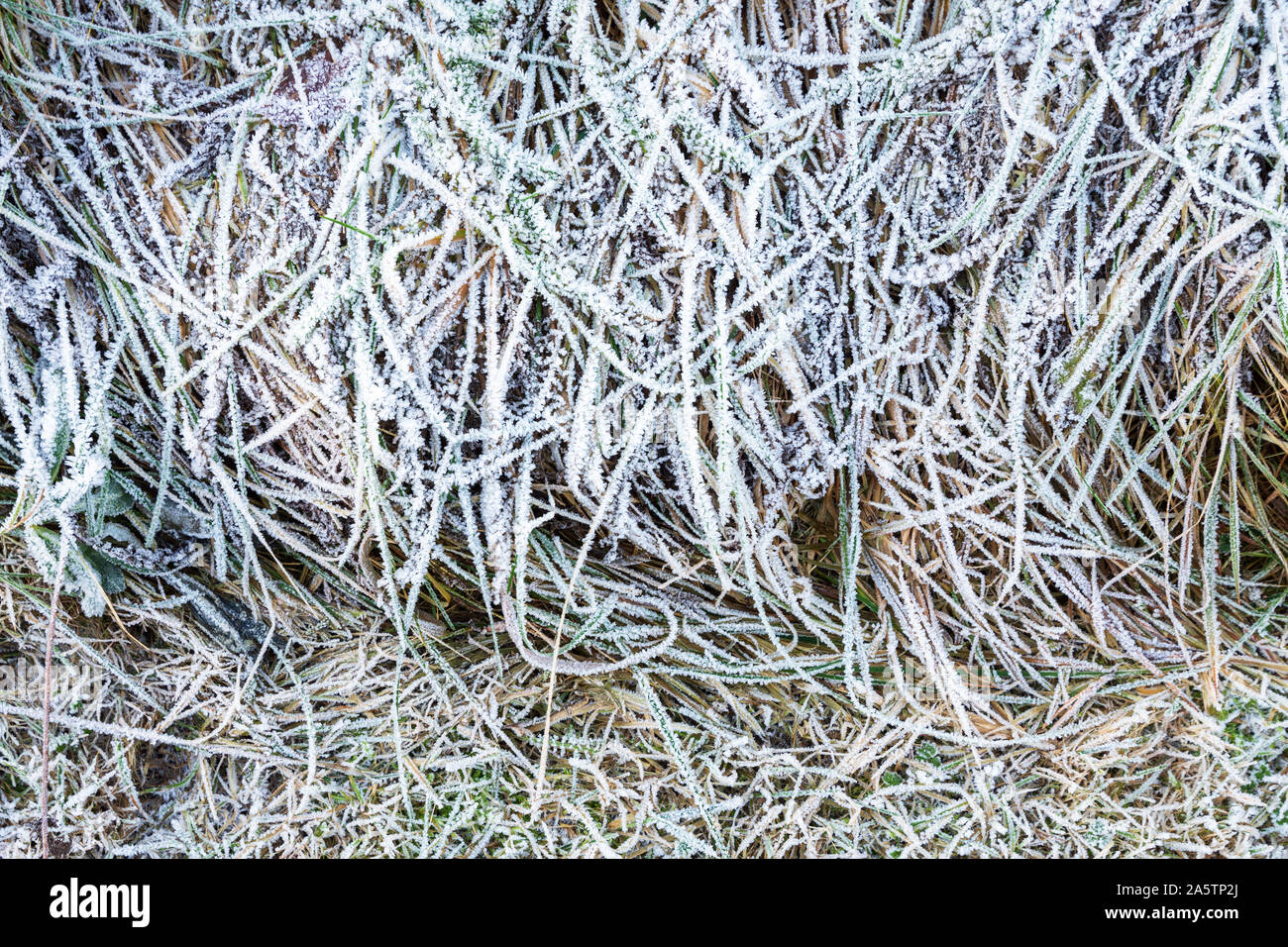 Ice crystals on leaves and grasses, frosted ground, cold winter day Stock Photo