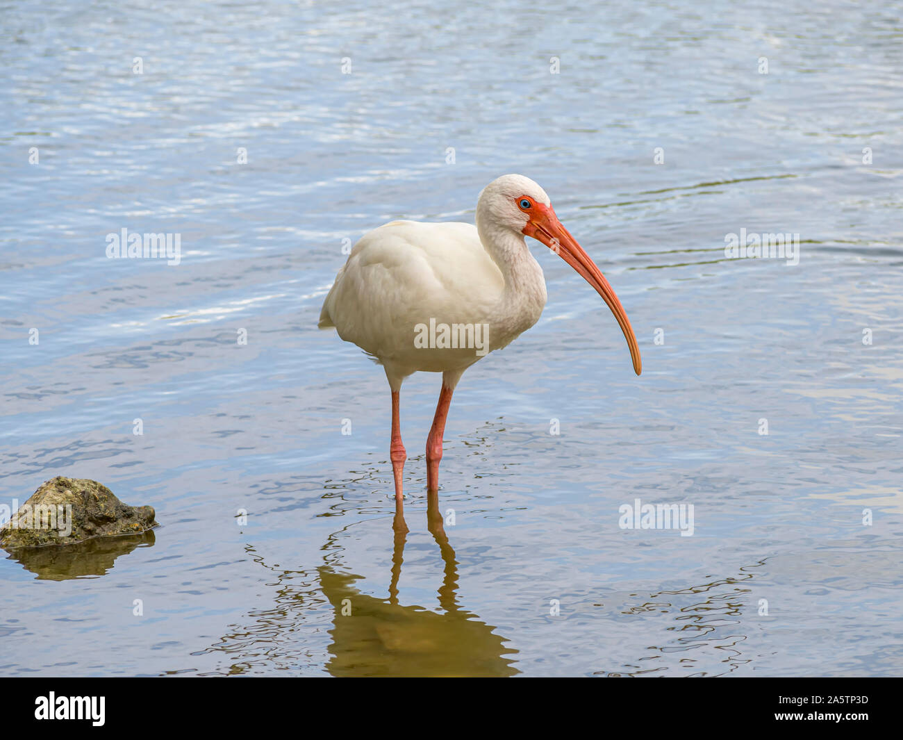 An American white ibis, Eudocimus albus, stands in the water at the edge of a pond. Lakeview park in Corpus Christi, Texas USA. Stock Photo