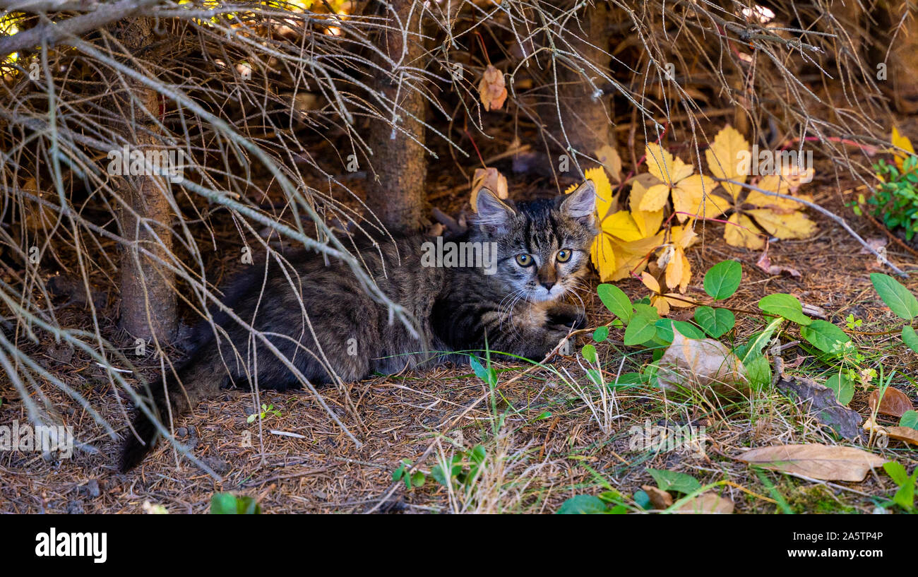 Beautiful young grey cat sleeping under bushes. Small kitten paying attention. Stock Photo