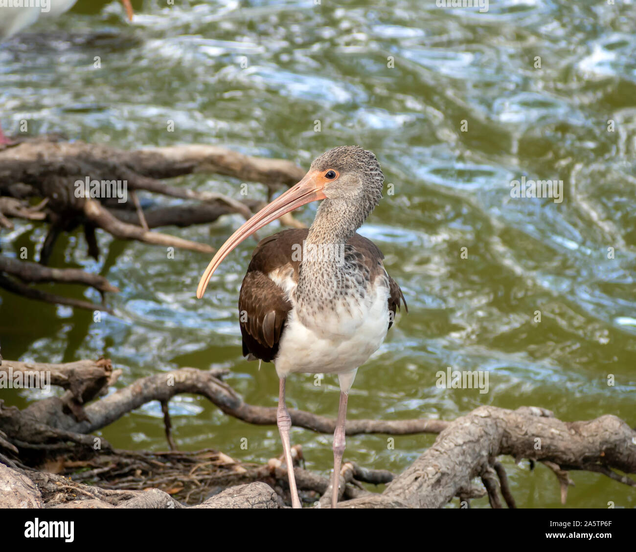 A juvenile American White Ibis standing among tree roots at the edge of a pond with water in background. Lakeview park in Corpus Christi, Texas USA. Stock Photo