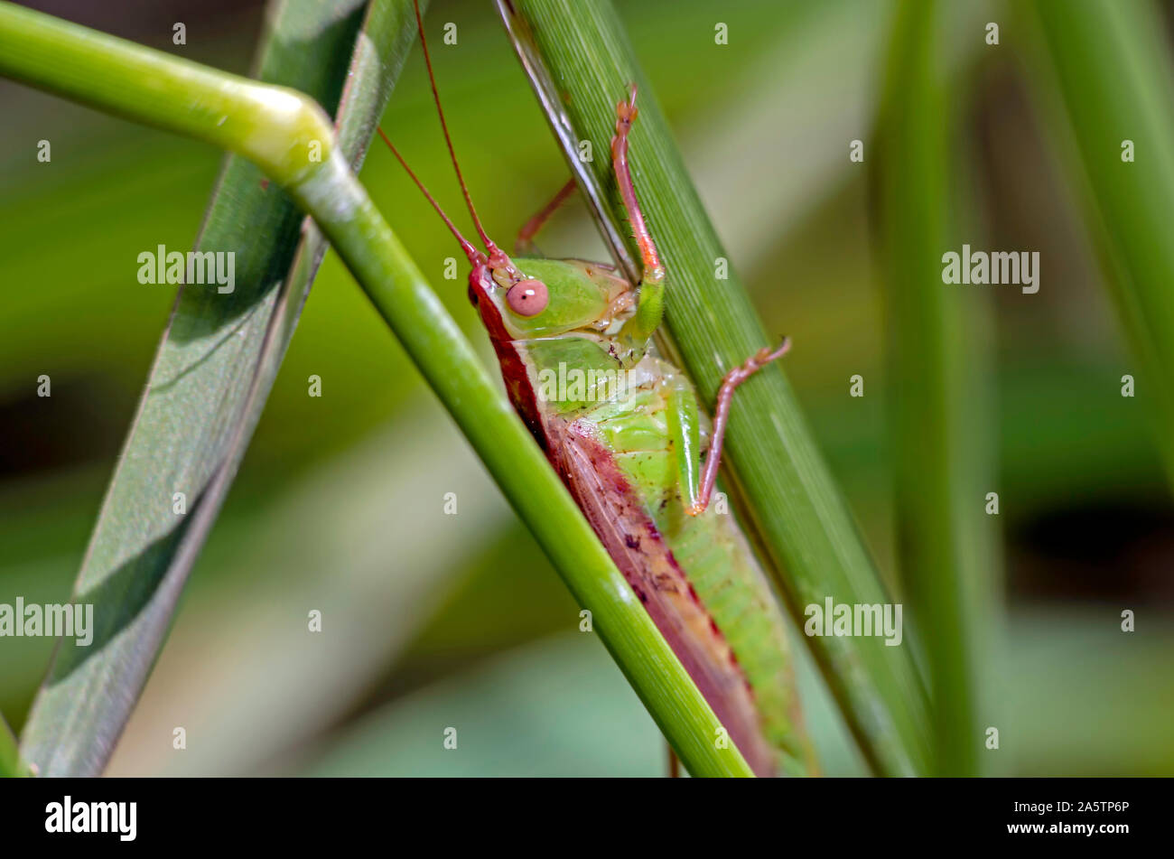 Macro shot of a Meadow Katydid, Conocephalini, grasping a blade of grass. Stock Photo