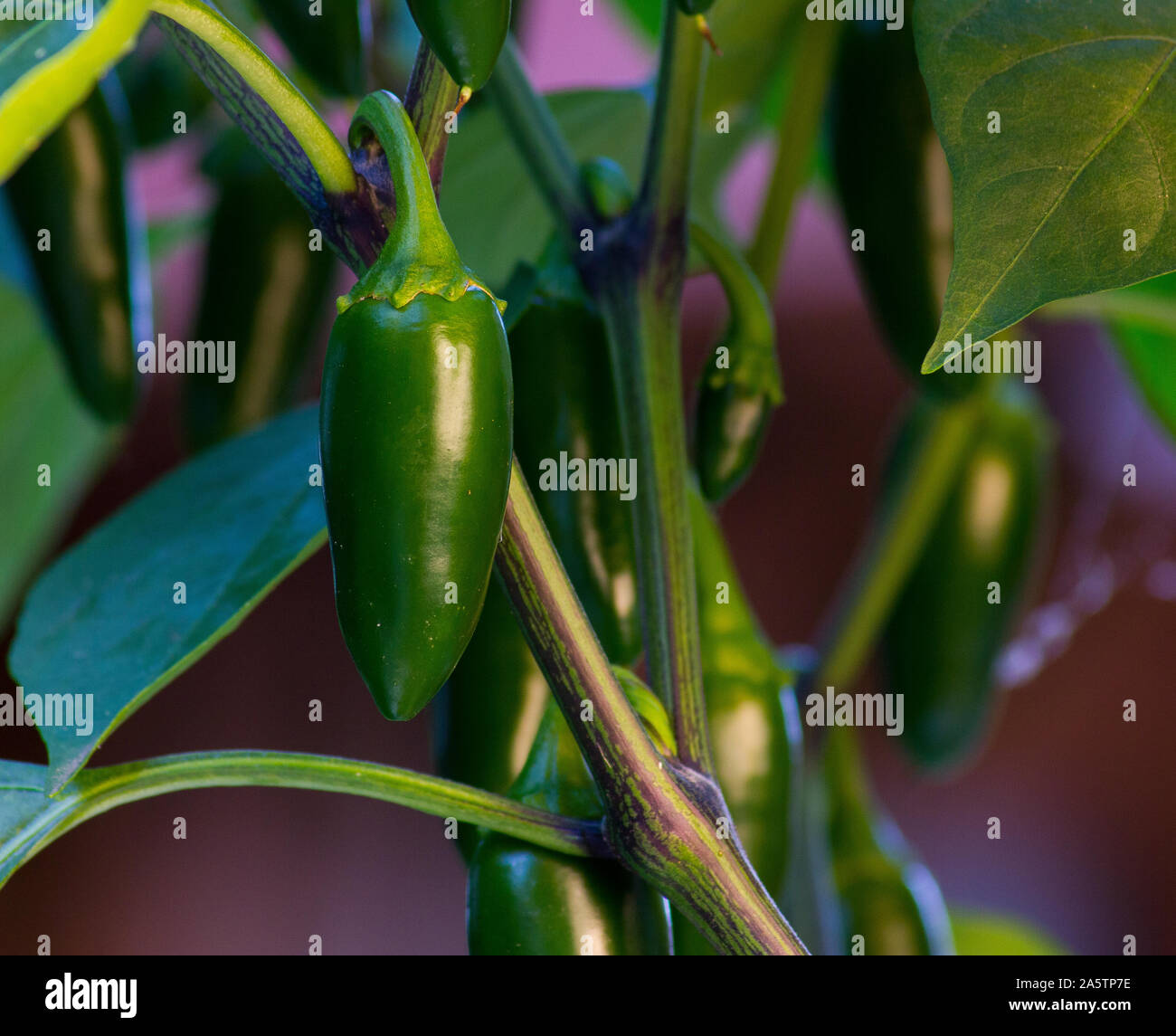 Organic jalapeño (Capsicum annuum) peppers on a jalapeno plant. Close