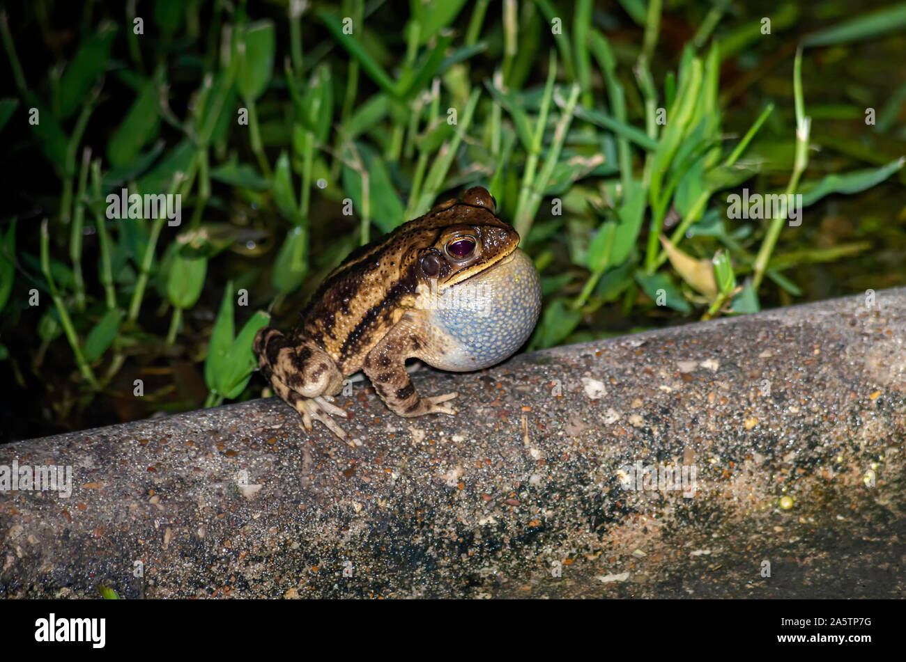 Toad with vocal sac inflated. Stock Photo