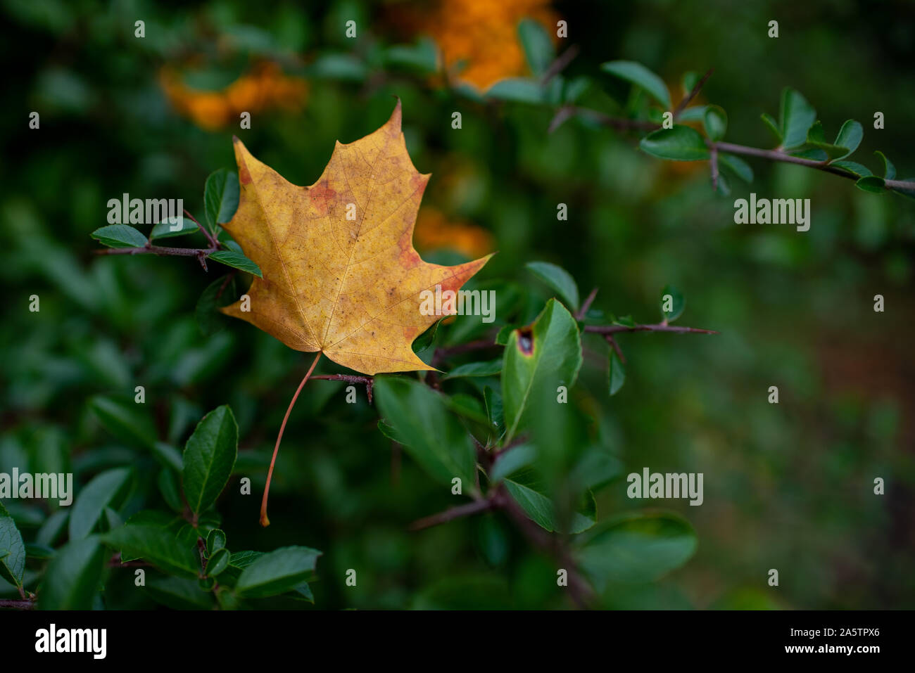 Dying orange leaf on green hedge in autumn. Stock Photo