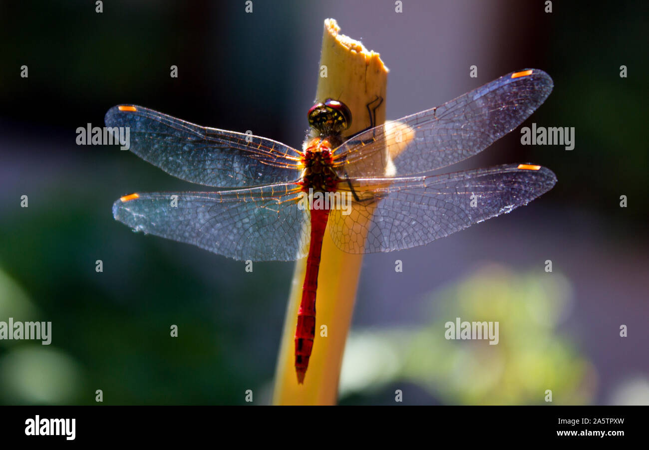 Close up photo of a dragonfly (Sympetrum flaveolum) resting on a bamboo stick. Red, orange and yellow body. Blue and white background. Stock Photo