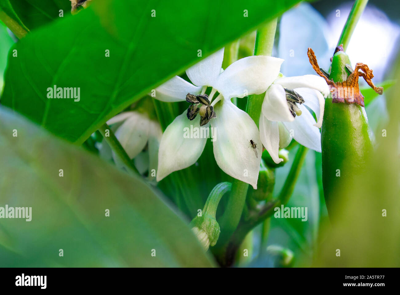 Close up photo of Chili pepper saltillo (Capsicum Annum) white flower blooming. Opened flowers