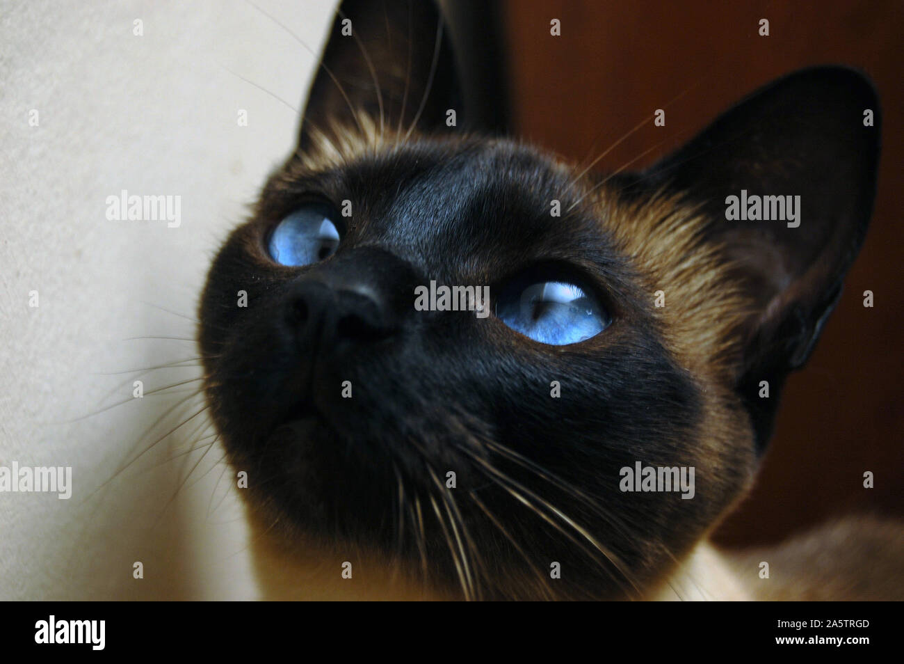 cat with sapphire blue eyes