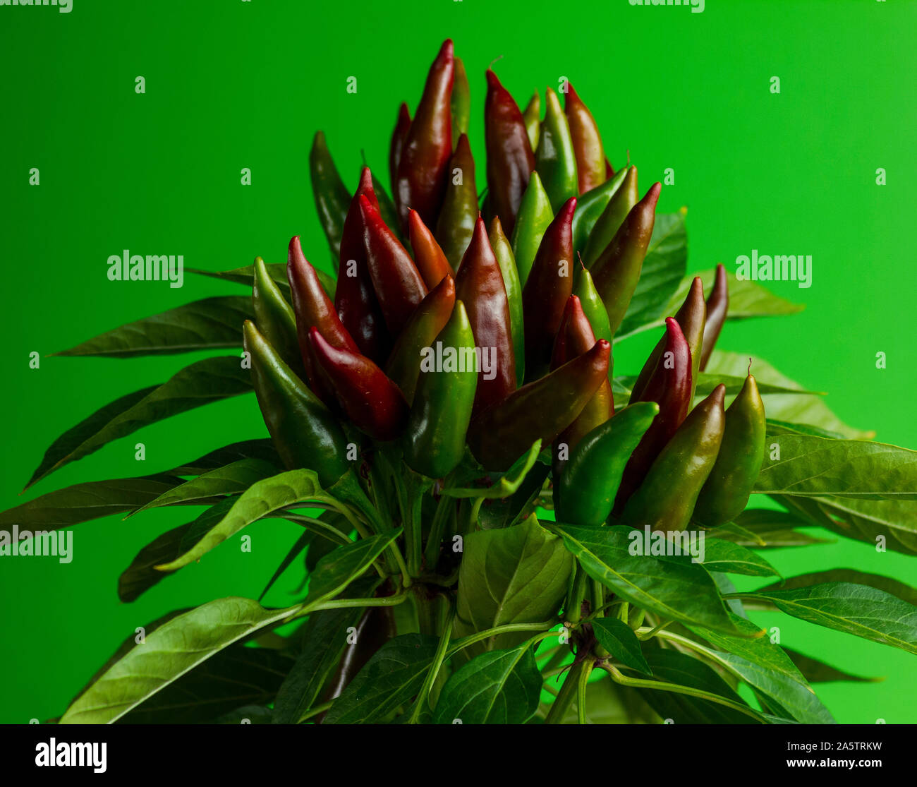 Chili pepper saltillo (Capsicum annum) plant, with lots of chilis. Ripe and unripe peppers on plant. Green, orange and red chilis. Green background. Stock Photo