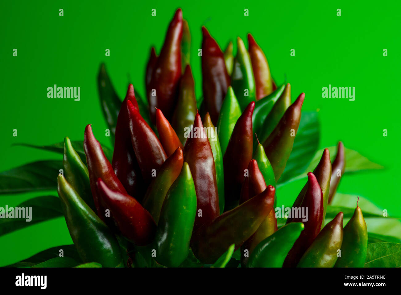 Chili pepper saltillo (Capsicum annum) plant, with lots of chilis. Ripe and unripe peppers on plant. Green, orange and red chilis. Green background. Stock Photo