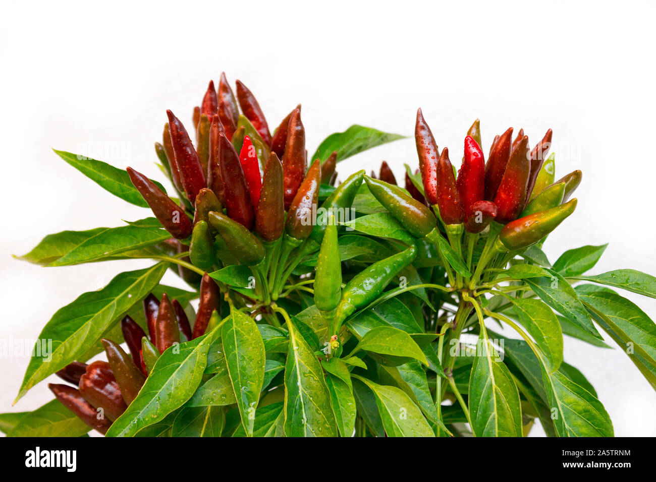Chili pepper saltillo (Capsicum annum) plant, with lots of chilis. Ripe and unripe peppers on plant. Green, orange and red chilis. White background. Stock Photo