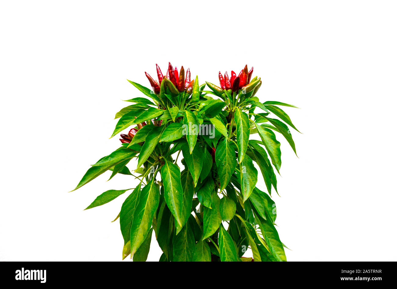 Chili pepper saltillo (Capsicum annum) plant, with lots of chilis. Ripe and unripe peppers on