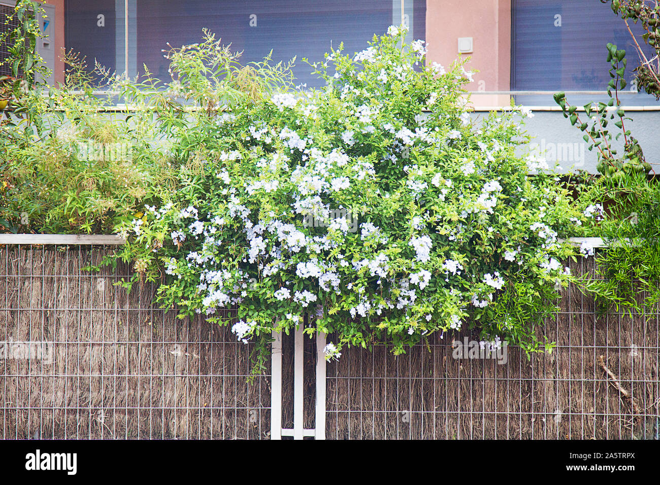 parterre, flower bed with a decorative fence of lattice and hay, the