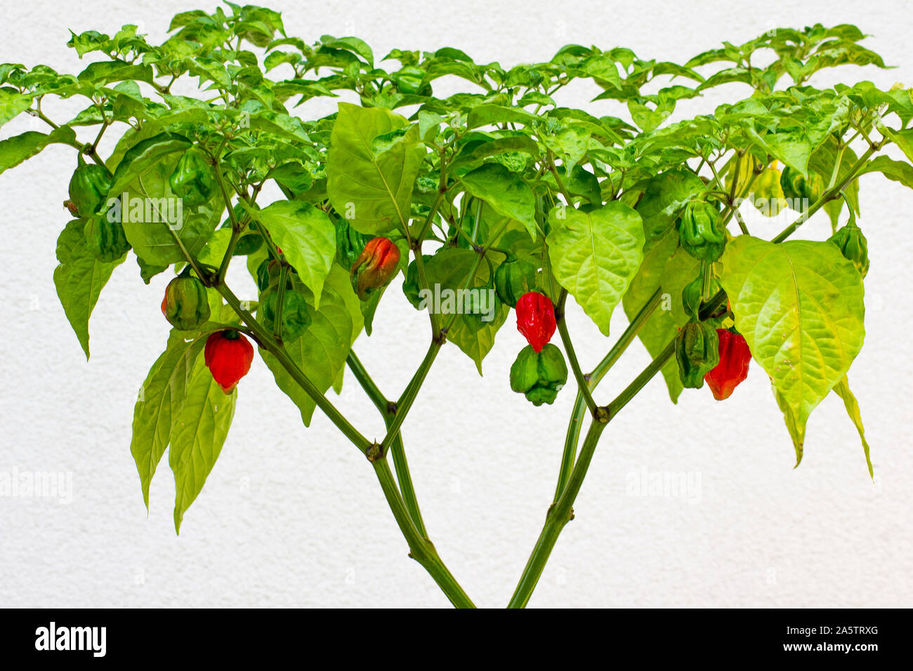 Trinidad Moruga Scorpion (Capsicum chinense) fully grown plant. With ripe and unripe peppers on the chili plant. Red, orange and green color paprika. Stock Photo