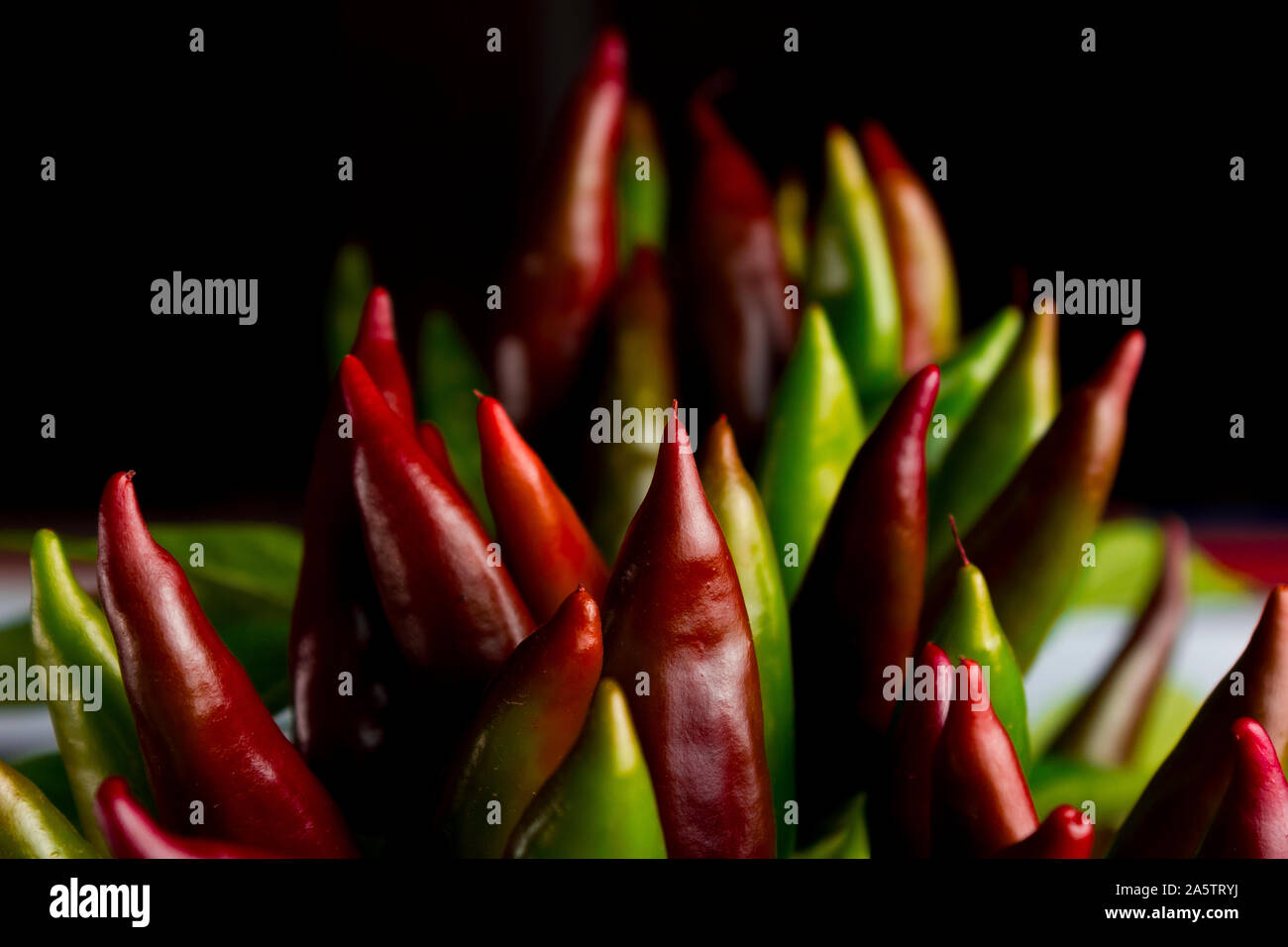 Chili pepper saltillo (Capsicum annum) plant, with lots of chilis. Ripe and unripe peppers on