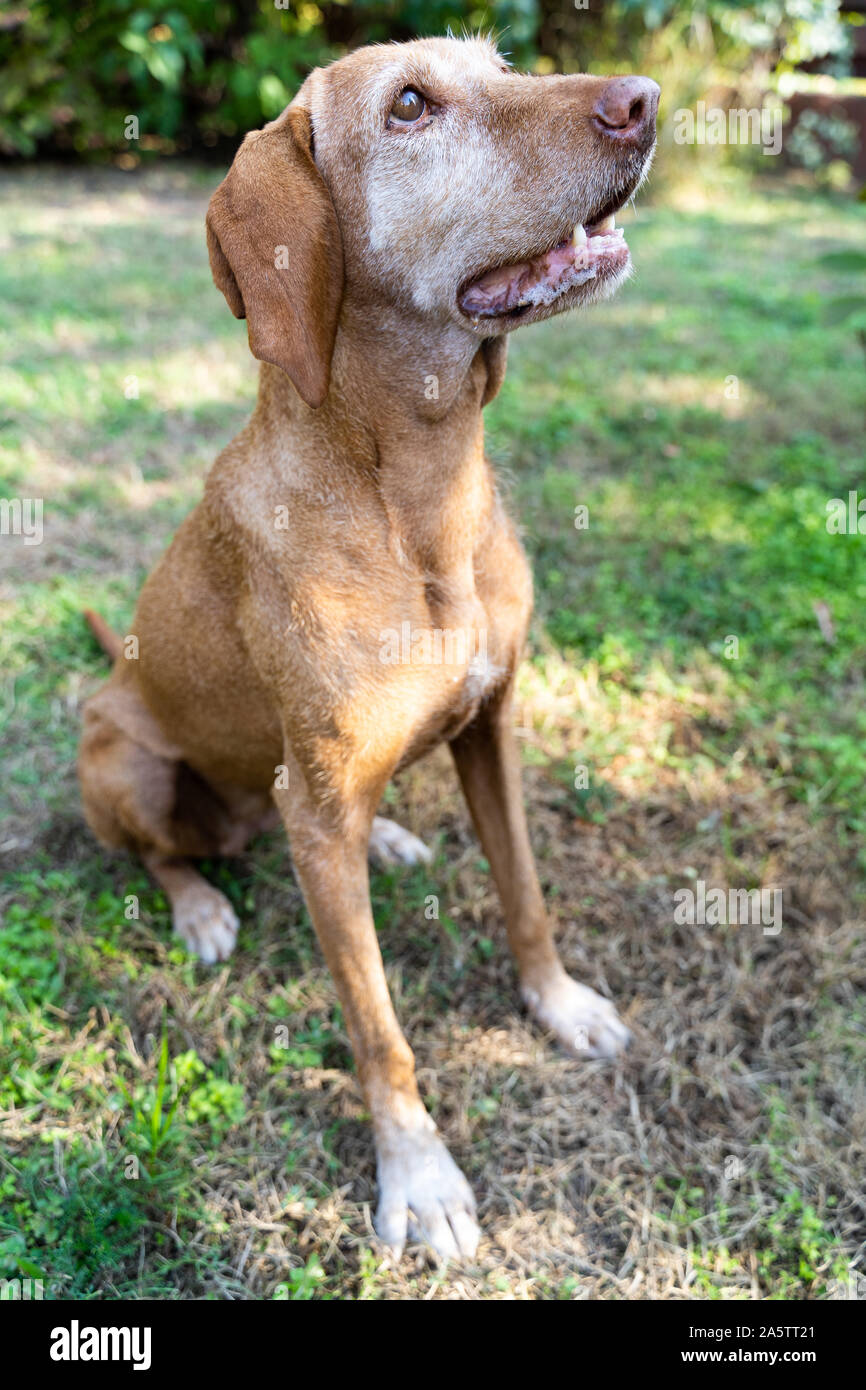 Portrait of a Hungarian Vizsla dog. The dog is paying attention, waiting for food. Old animal with grizzled fur. Blurry background. Stock Photo