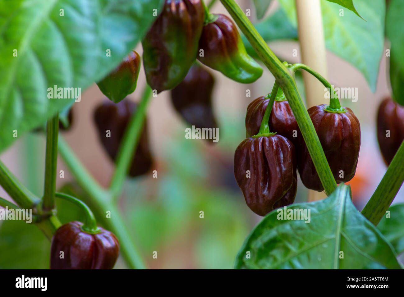Group of chocolate habanero peppers (Capsicum chinense) on a habanero plant. Chocolate brown hot chili peppers. Tasty paprika, one of the hottest. Stock Photo