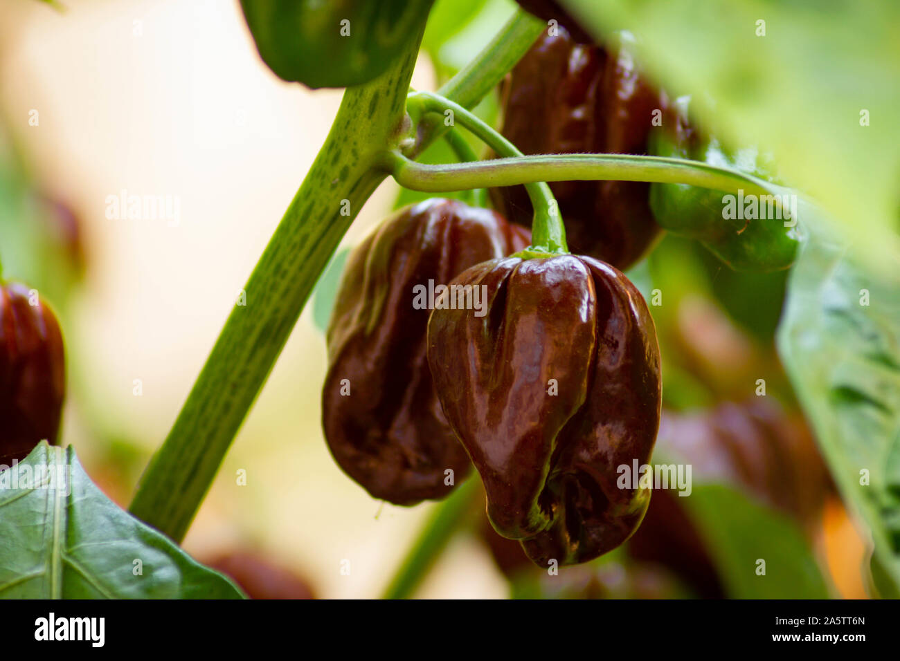 Group of chocolate habanero peppers (Capsicum chinense) on a habanero plant. Chocolate brown hot chili peppers. Tasty paprika, one of the hottest. Stock Photo