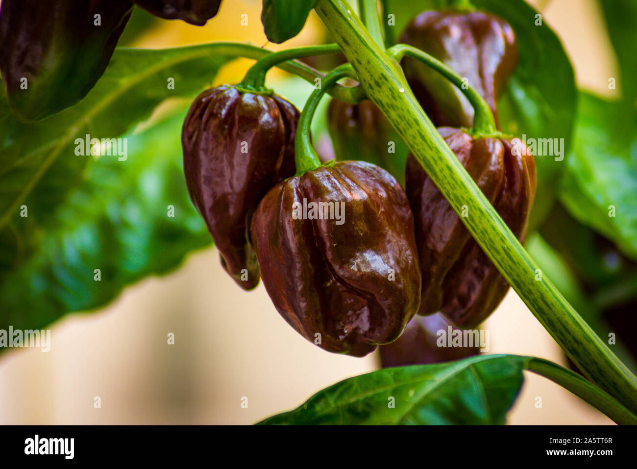 Group of chocolate habanero peppers (Capsicum chinense) on a habanero