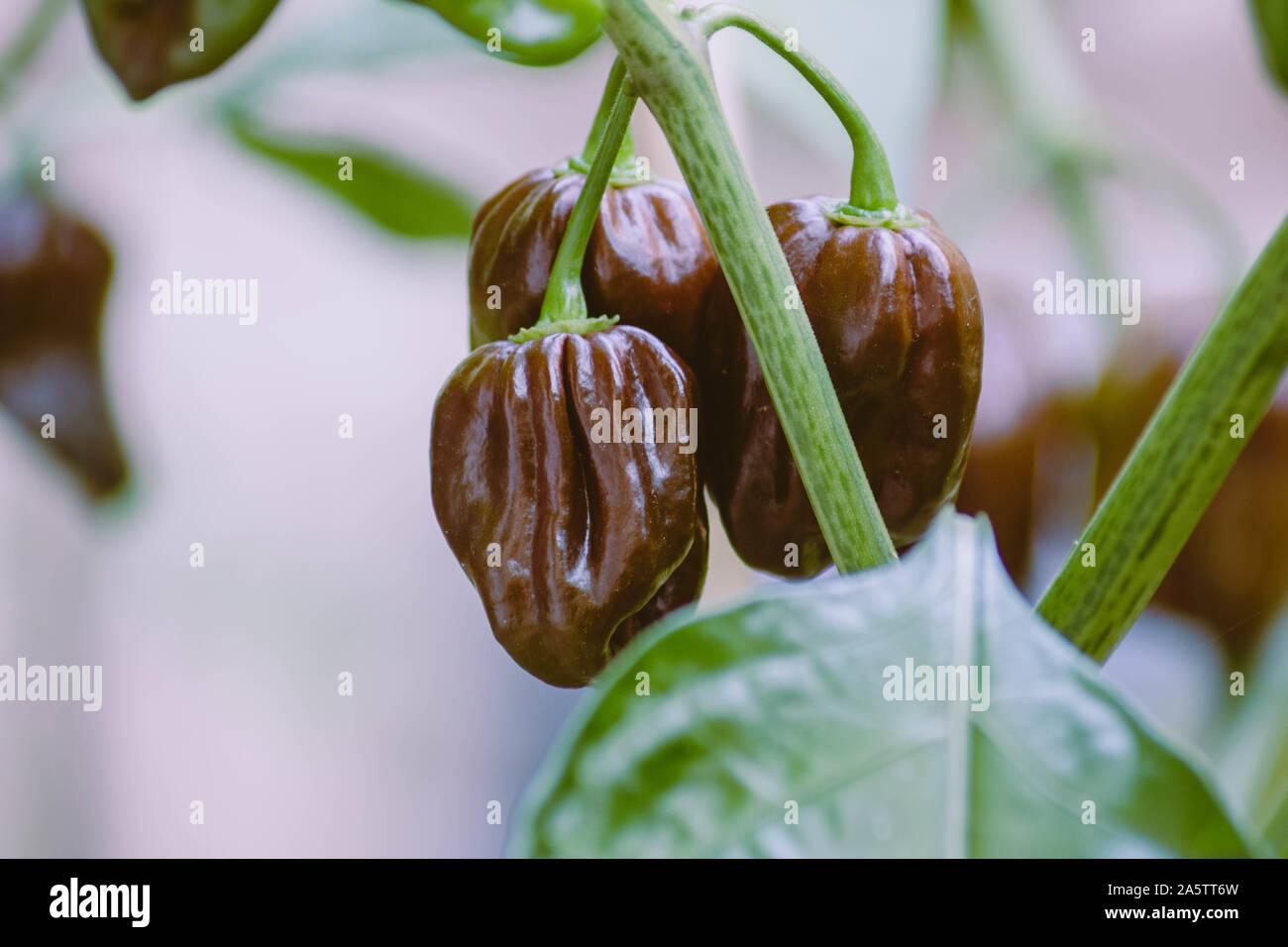 Group of chocolate habanero peppers (Capsicum chinense) on a habanero