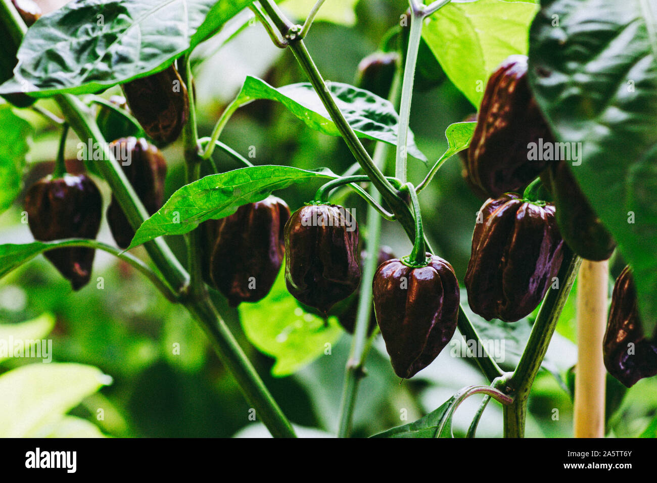 Group of chocolate habanero peppers (Capsicum chinense) on a habanero plant. Chocolate brown hot chili peppers. Tasty paprika, one of the hottest. Stock Photo