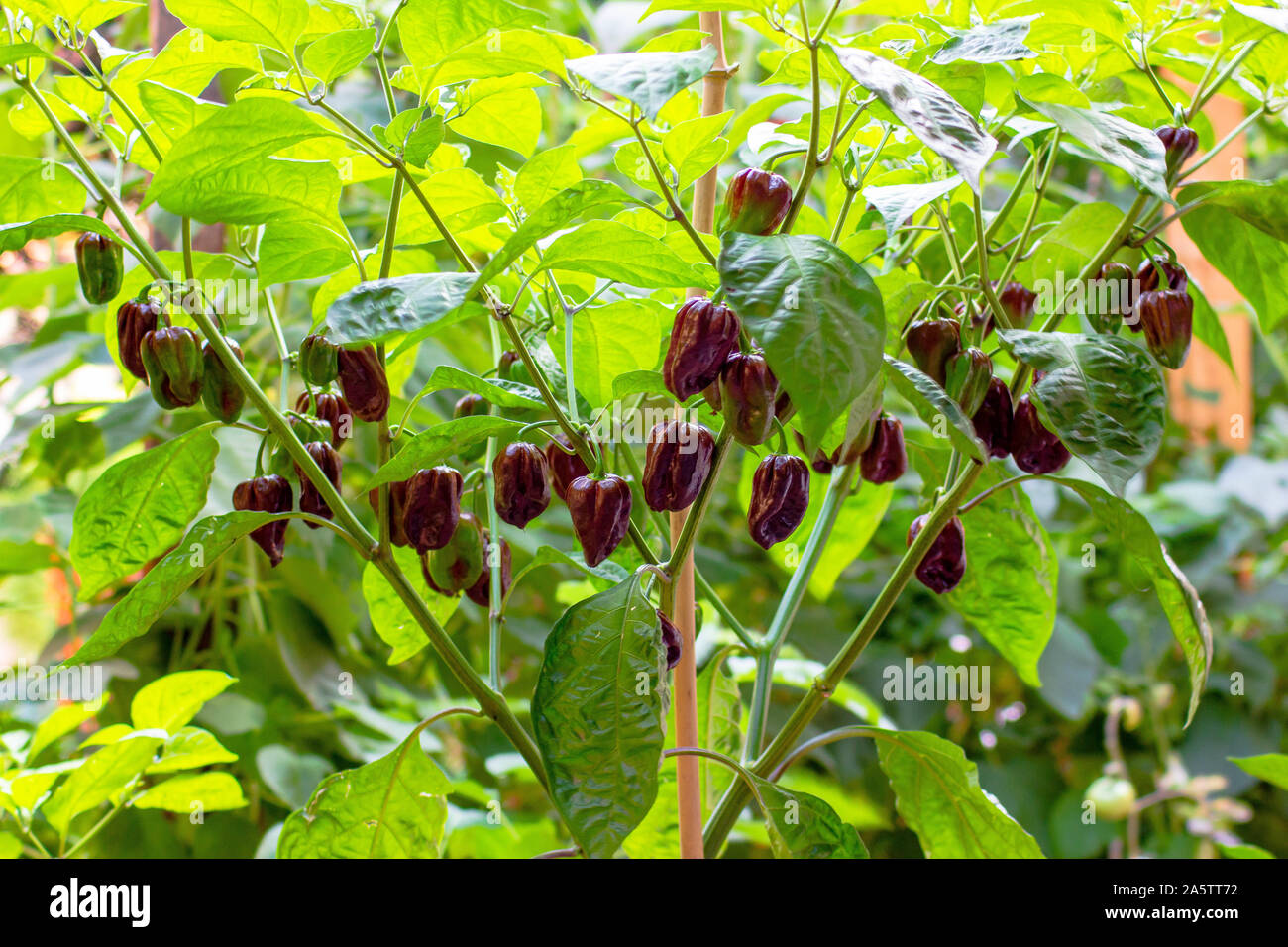 Group of chocolate habanero peppers (Capsicum chinense) on a habanero plant.  Chocolate brown hot chili peppers. Tasty paprika, one of the hottest Stock  Photo - Alamy