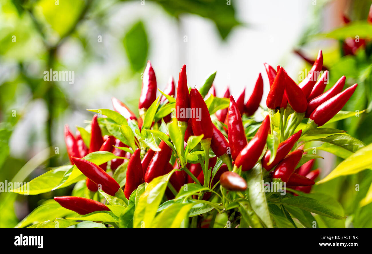 Saltillo chili pepper (Capsicum annum) plant with many ripe red hot chili's. Blurry background. Stock Photo
