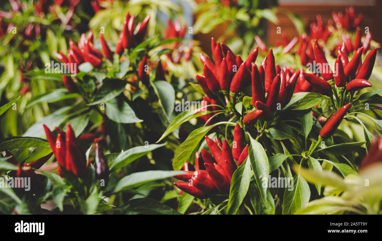 Saltillo hires stock photography and images Alamy