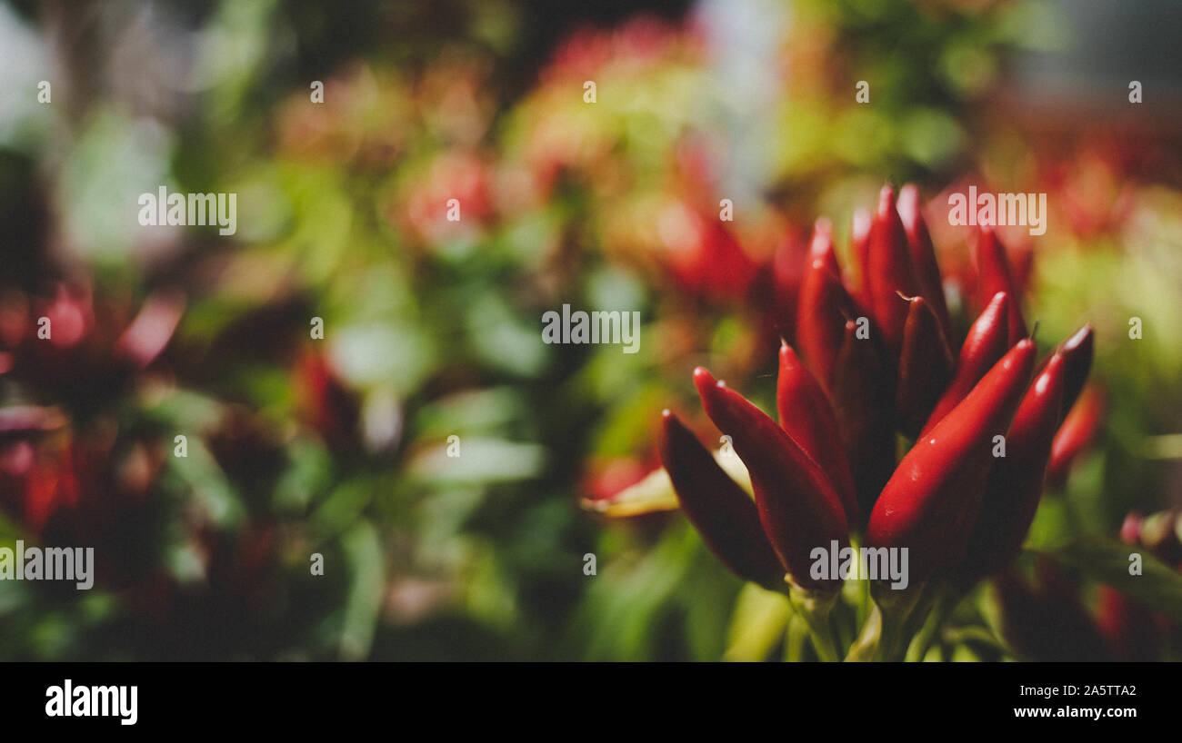 Saltillo hires stock photography and images Alamy