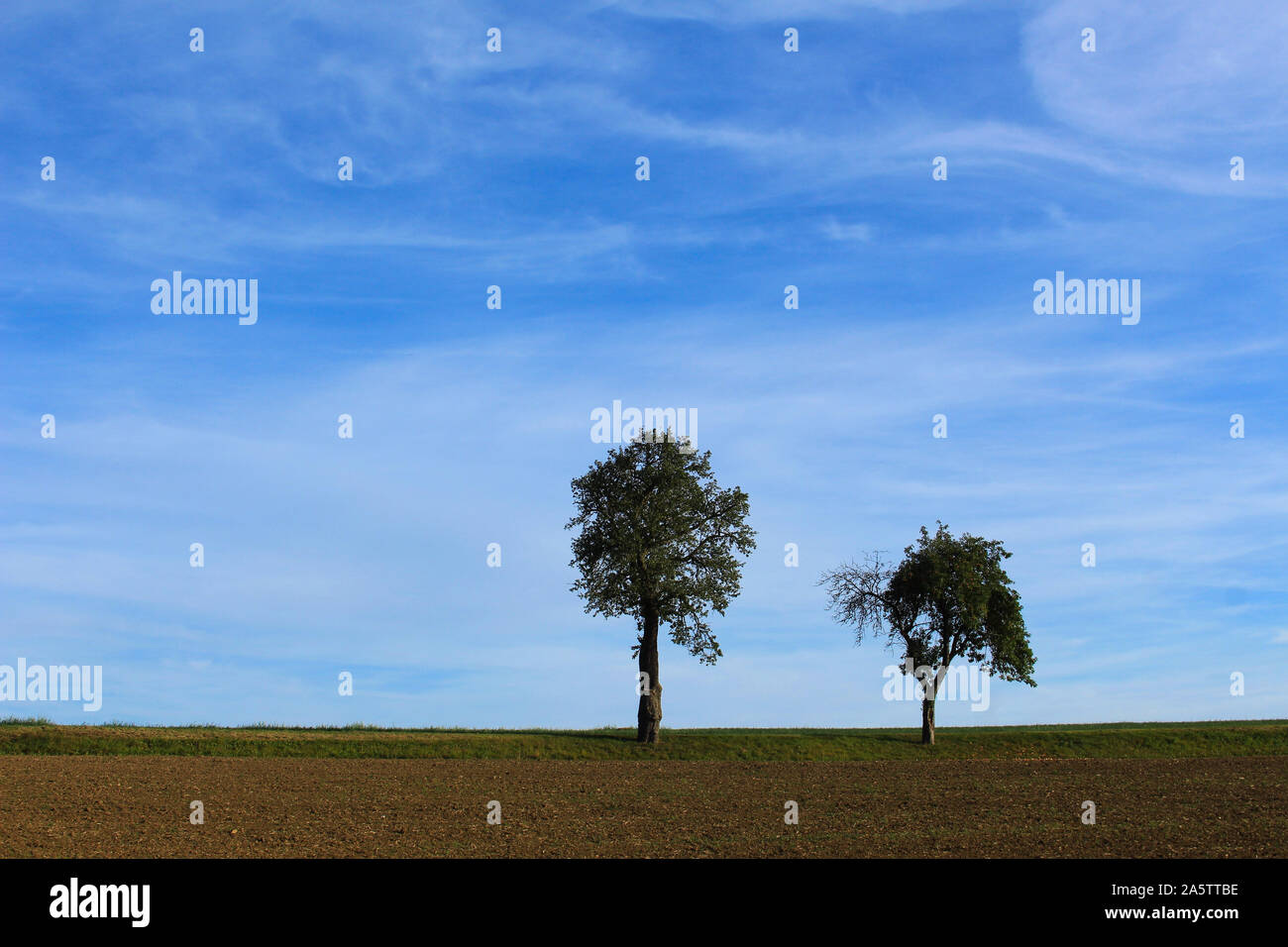 Trees on urban horizon hi-res stock photography and images - Alamy