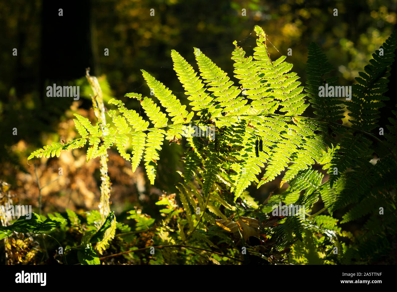 Transmitted light  fern leaves (Polypodiopsida Cronquist) in "Las Wolski" (Wolski Forest). Krakow, Poland, Europe Stock Photo