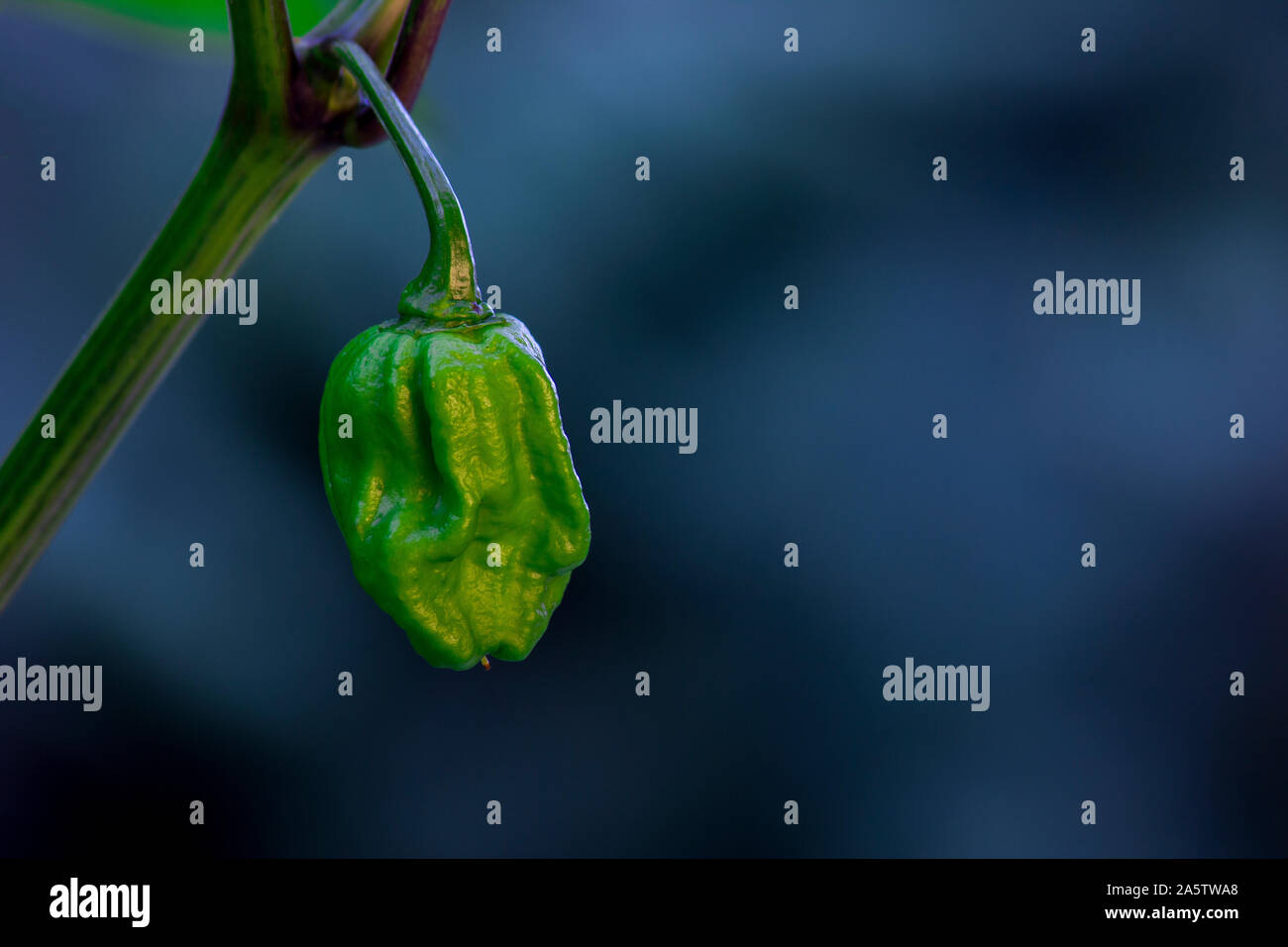 Macro photo of a Trinidad Moruga Scorpion (Capsicum chinense). The
