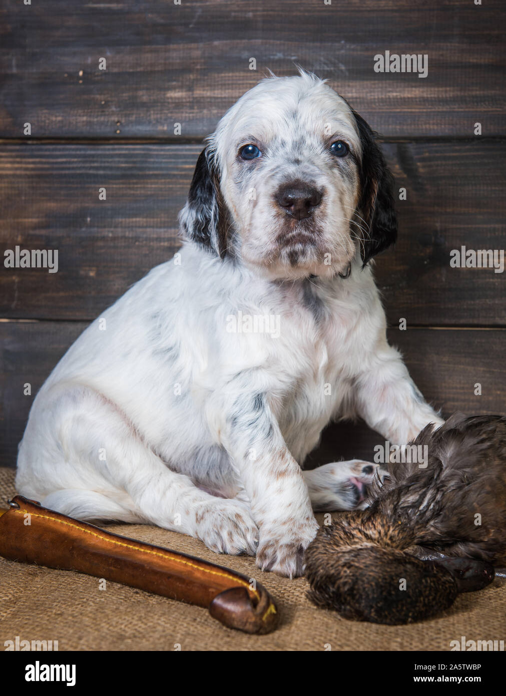 english setter puppy dog with knife and duck Stock Photo
