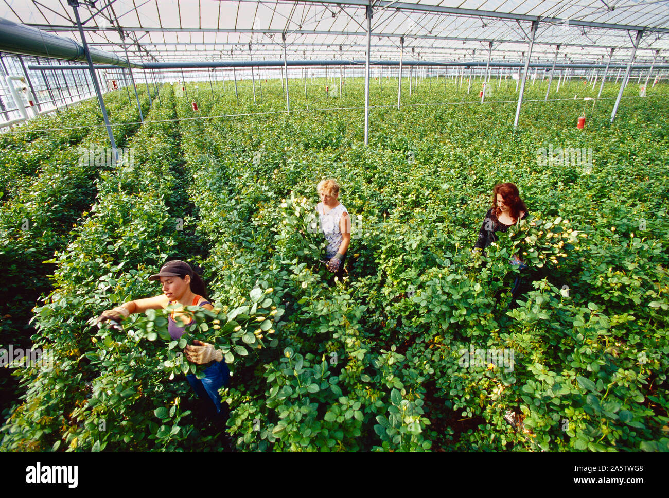 Channel Islands. Guernsey. Glasshouse interior. Rose Pickers. Stock Photo