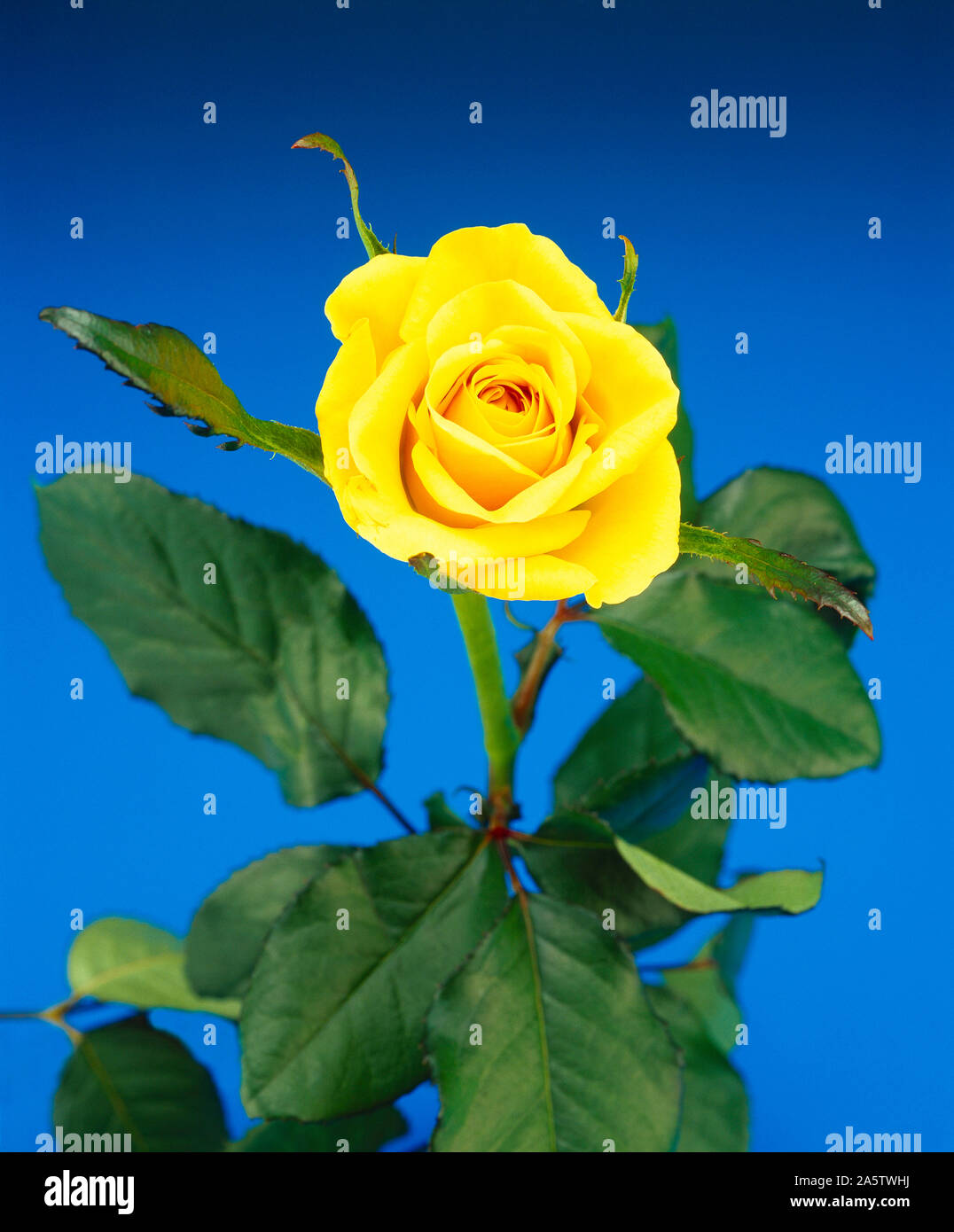 Still life. Cut flower. Studio close up of single yellow rose bloom. Stock Photo