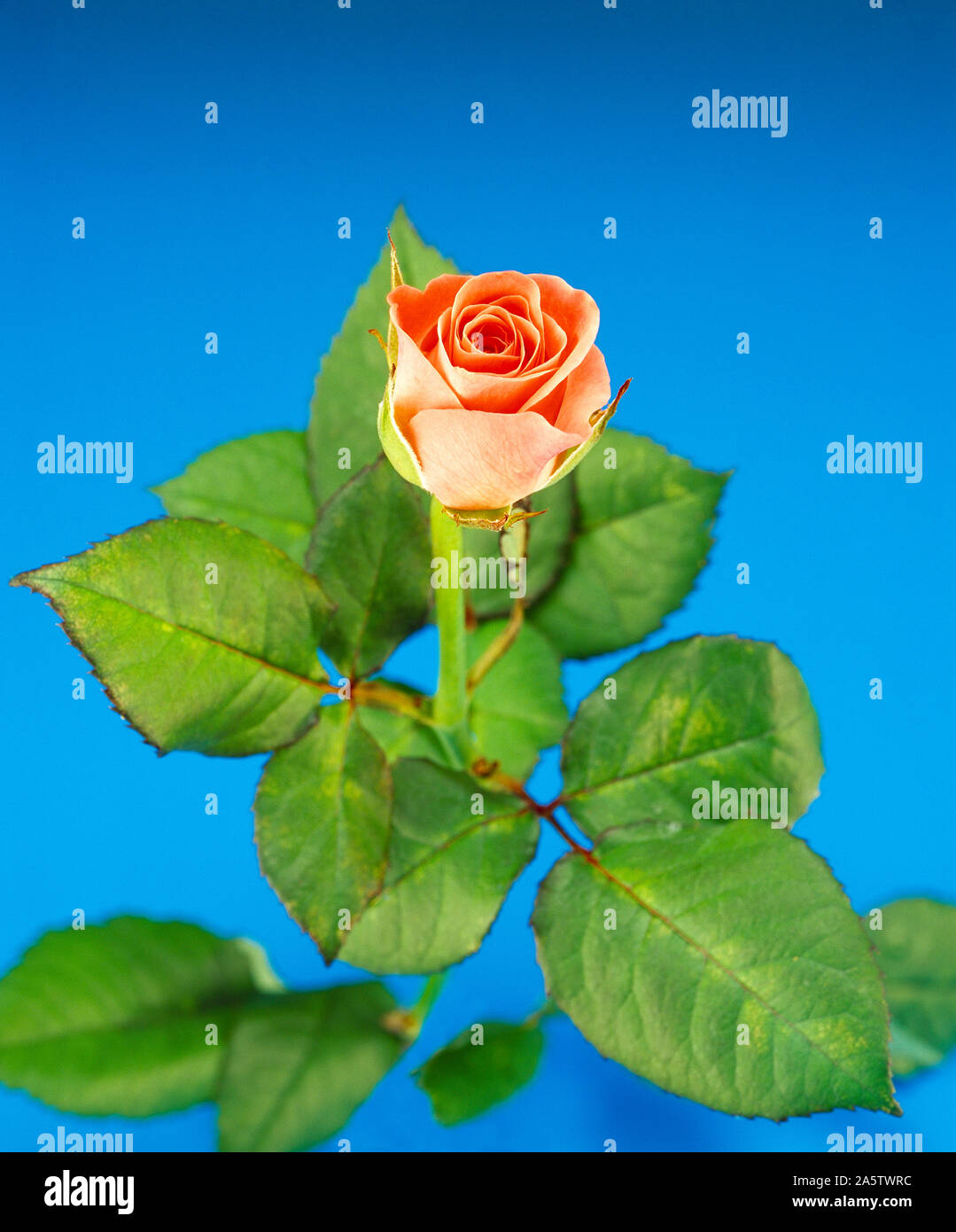 Still life. Cut flower. Studio close up of single orange rose bloom. Stock Photo