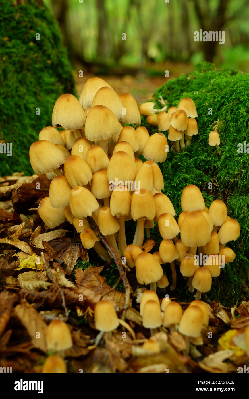 Glistening inkcap fungi Coprinus micaceus. Stock Photo