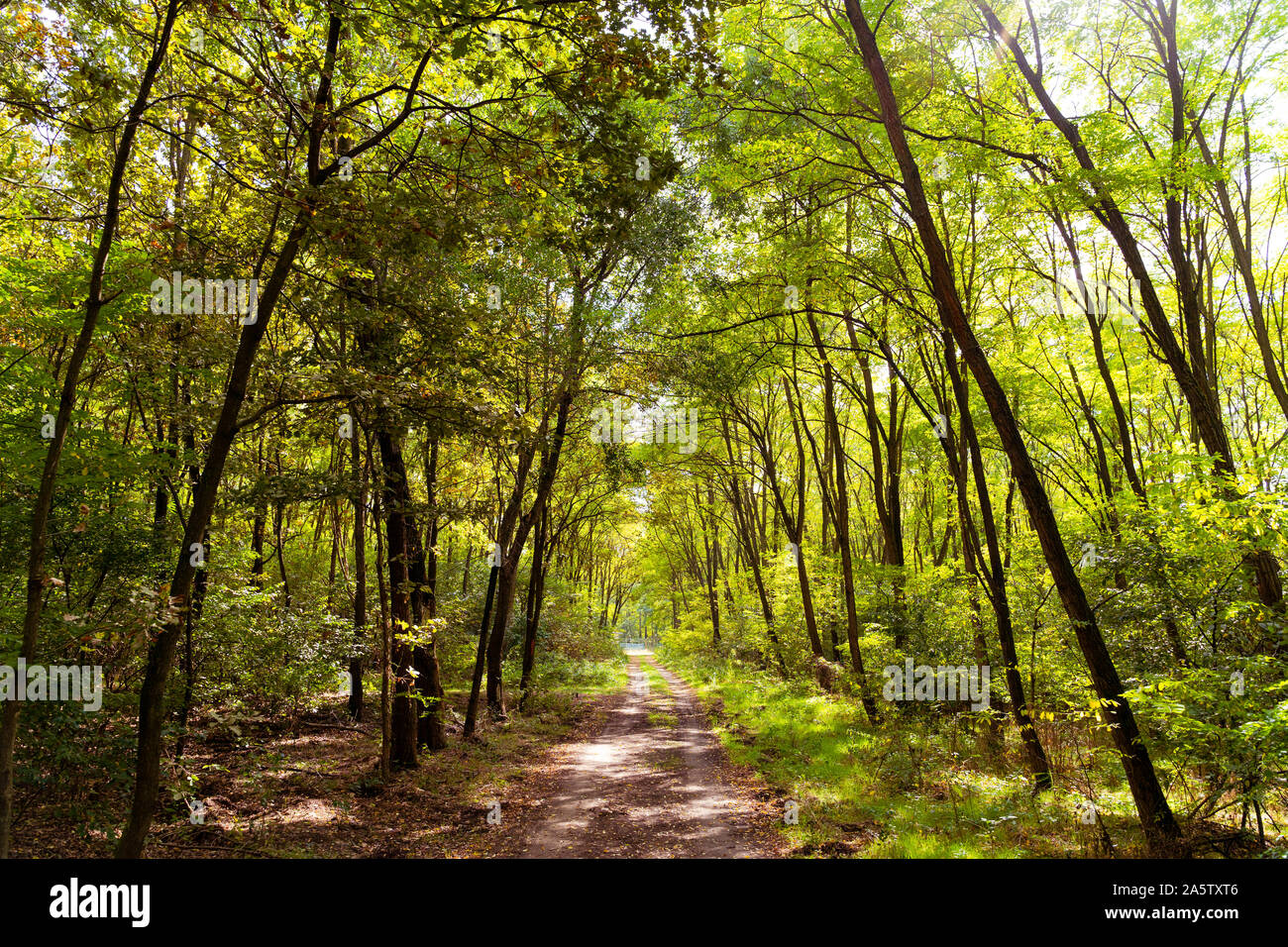 Beautiful forest in the autumn. Bright, colorful picture. Pathway in the woods. Calm and tranquil. Stock Photo