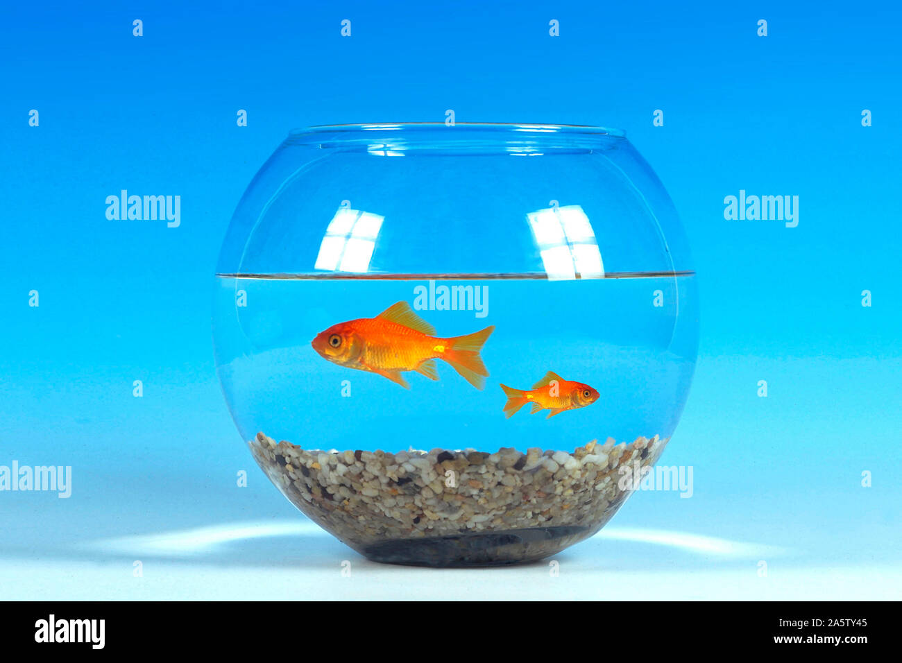 Goldfische im Goldfisch Glas Stock Photo - Alamy