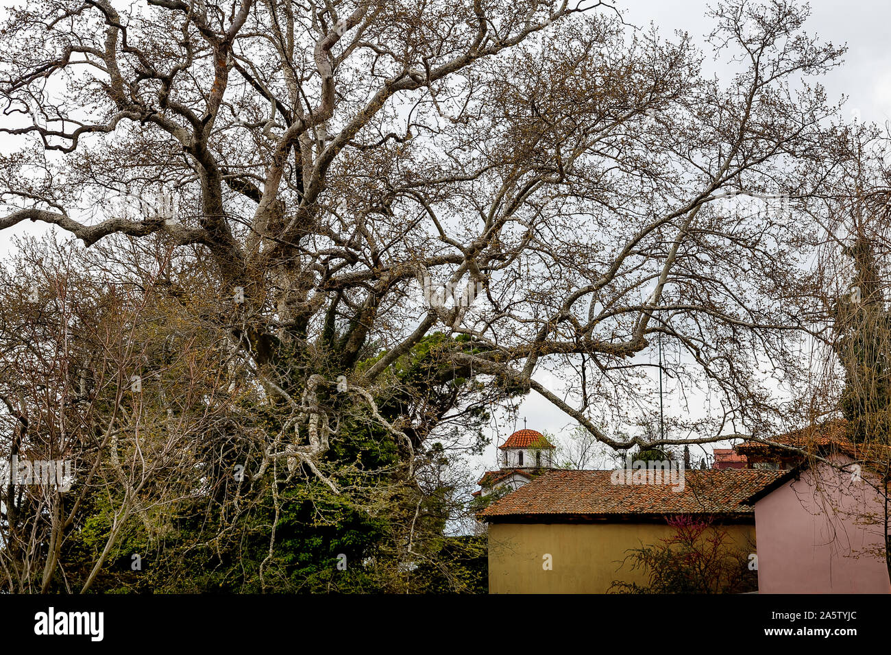 An old tree over a tiled roof. Central Macedonia . Greece. Stock Photo
