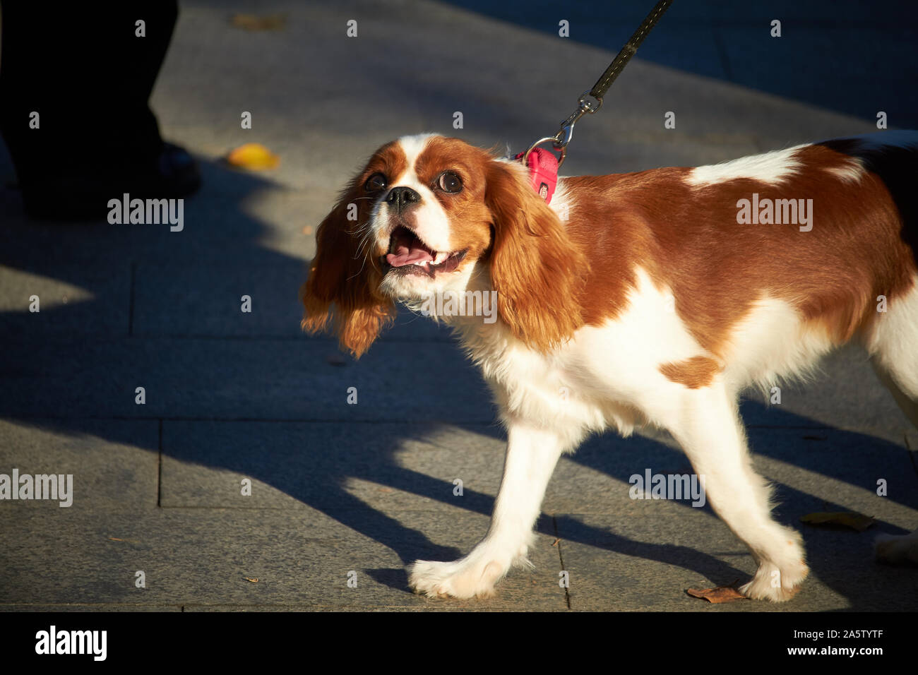Charles cocker spaniel puppy walking in city park Stock Photo Alamy