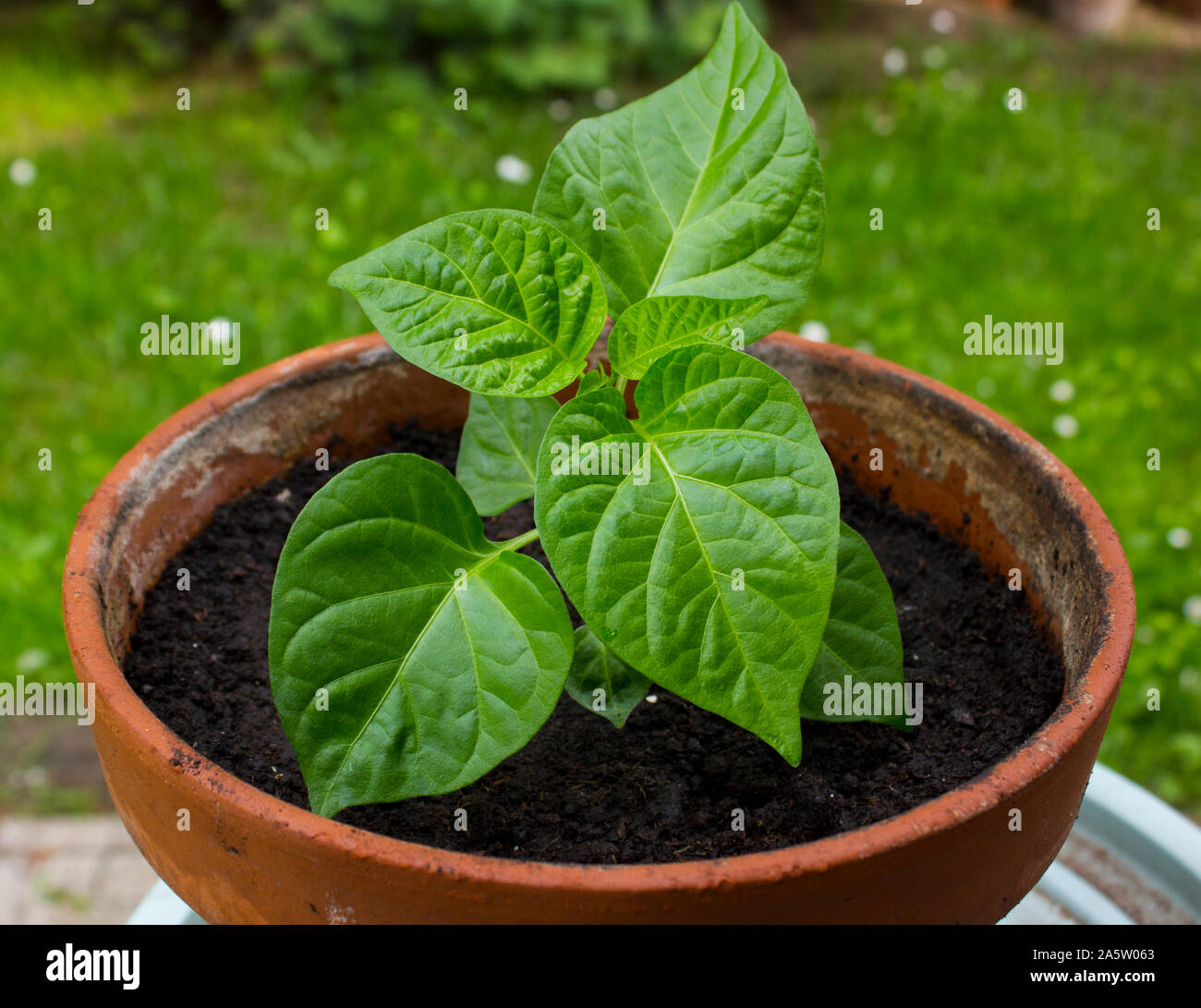 Trinidad Moruga Scorpion chili pepper (Capsicum Chinense) Plant in a pot. 4 weeks old. Stock Photo