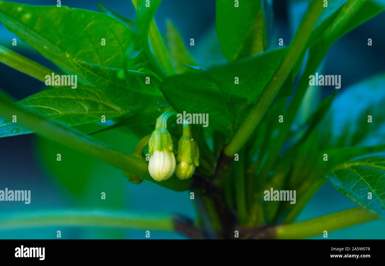 Close up photo of chili saltillo (capsicum saltillo) flower. Chili pepper plant blossom