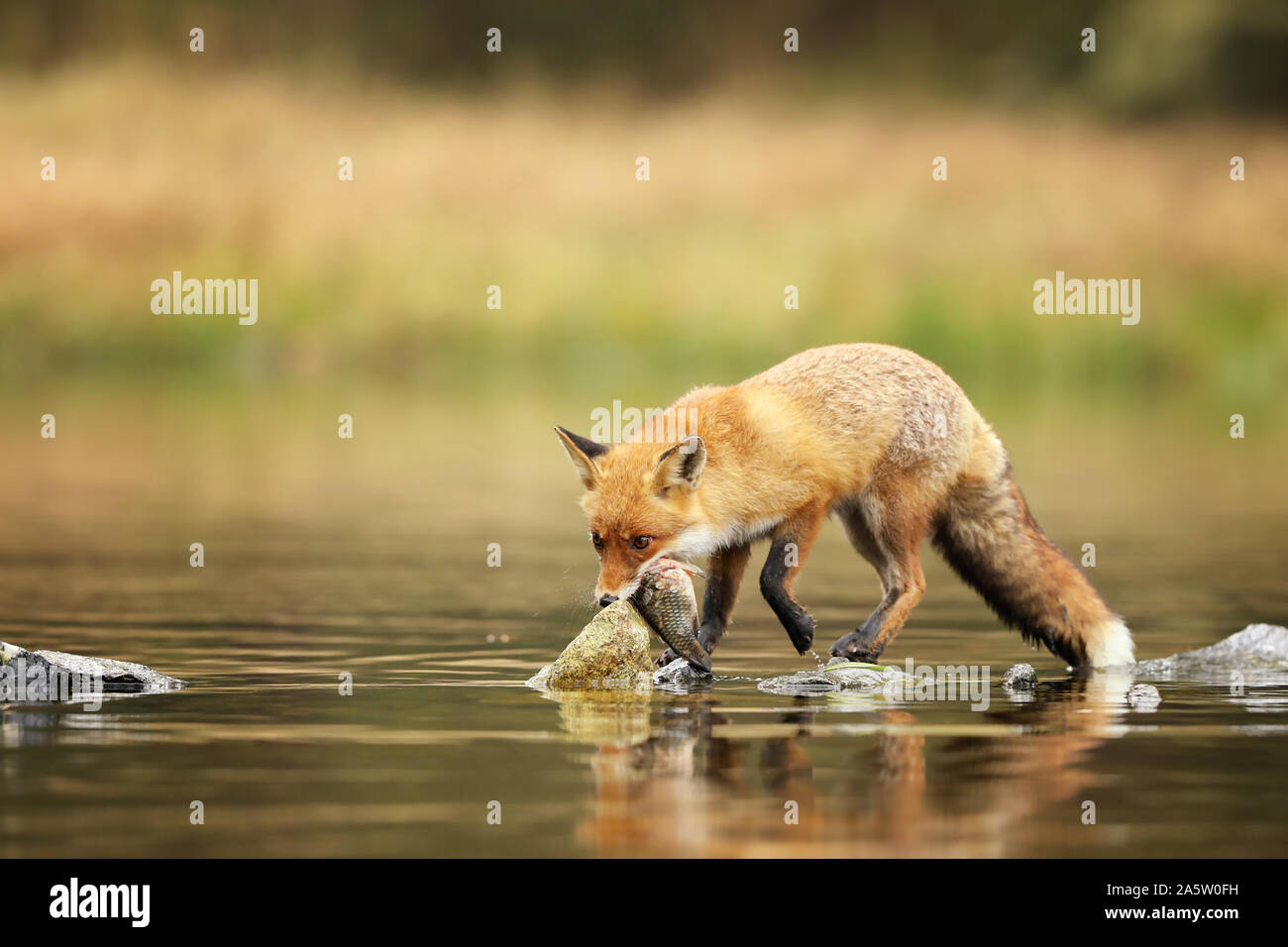 Red fox eat fish prey in river Vulpes vulpes Stock Photo Alamy