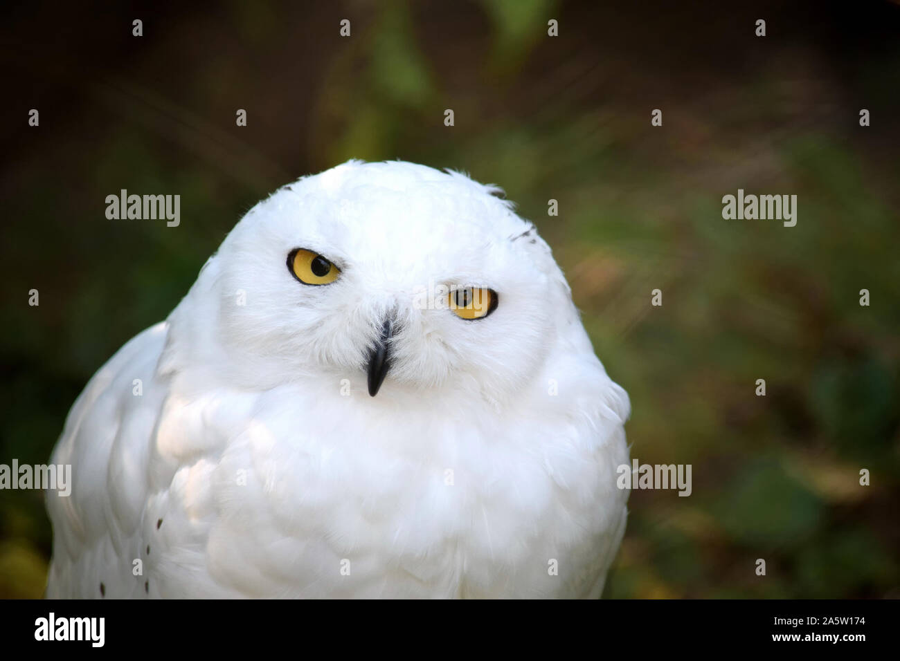 Snowy Owl Bubo Scandiacus Head Portrait Stock Photo - Alamy
