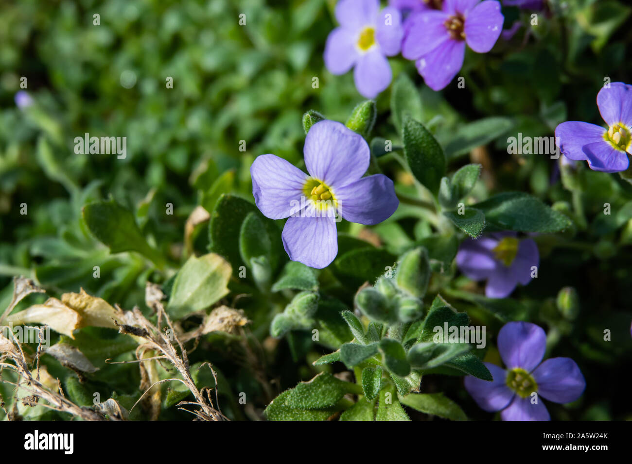 Dwarf Rock Cress Flower in Bloom in Winter Stock Photo