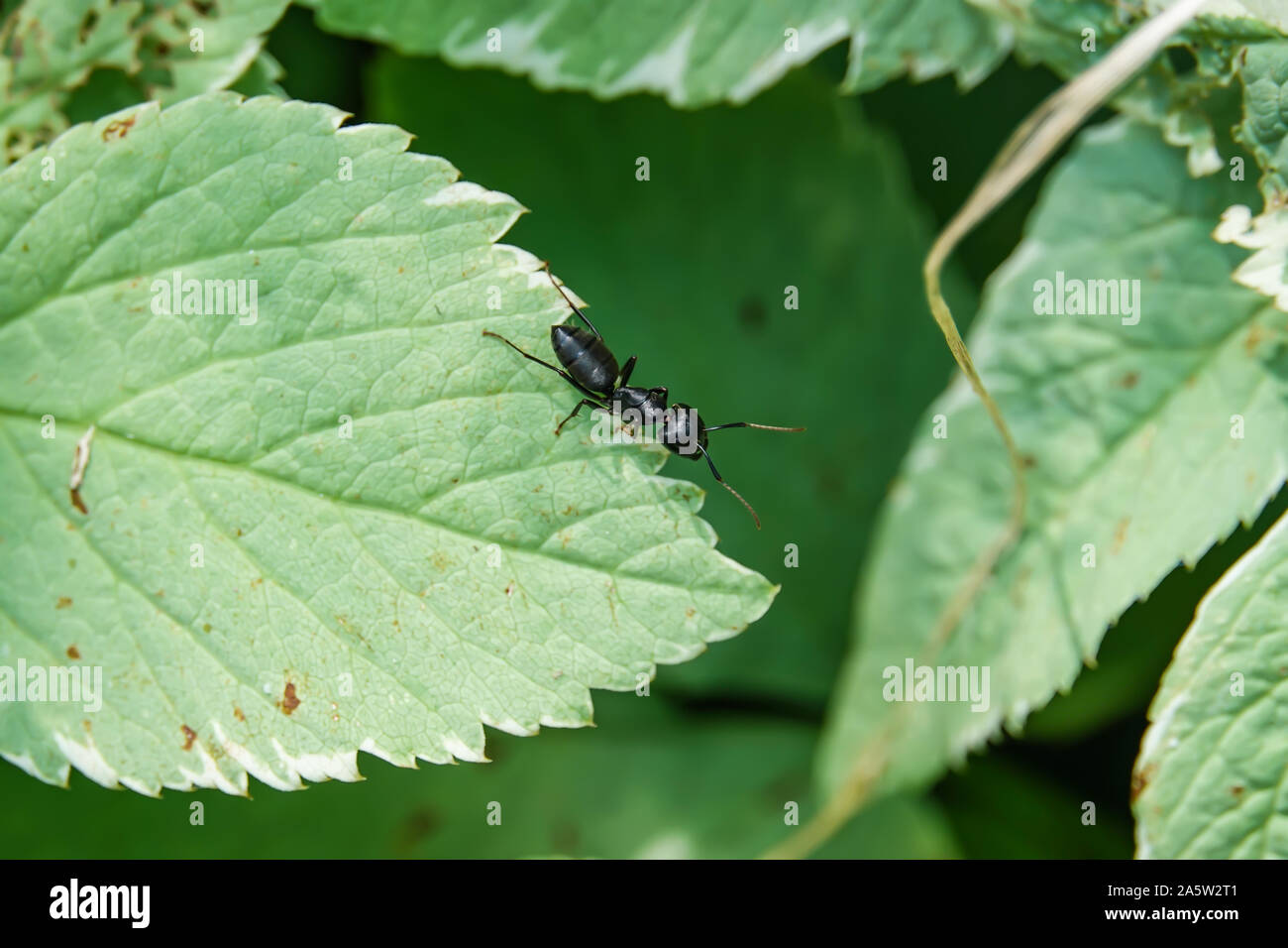 Carpenter Ant Bite Side Effects, Symptoms, Treatment, And