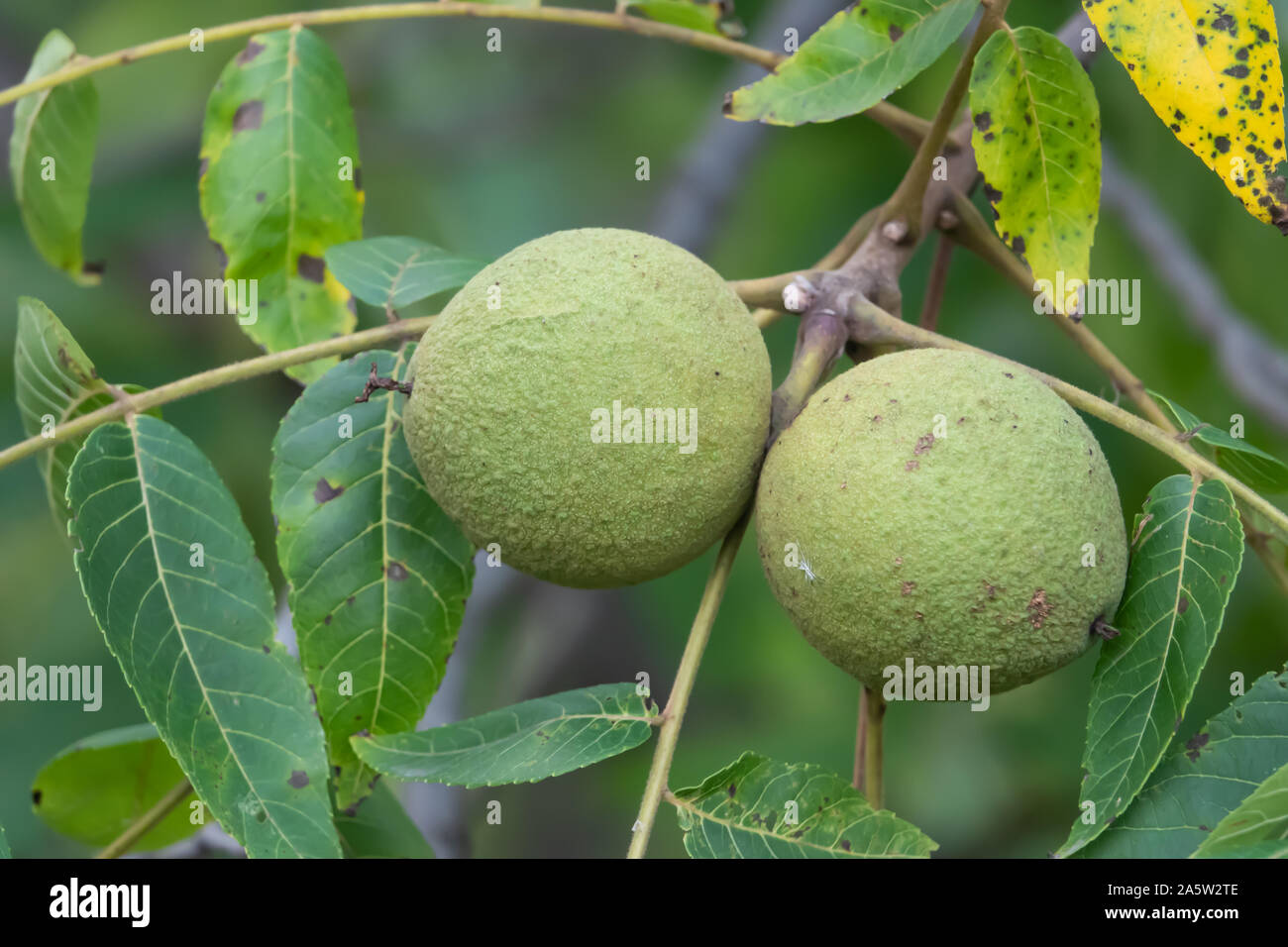 Eastern Black Walnut Fruits in Summer Stock Photo
