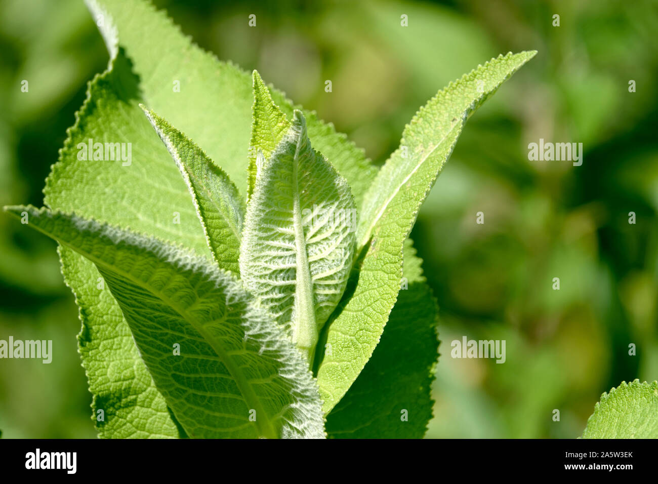Elecampane inula helenium leaves hi-res stock photography and images ...