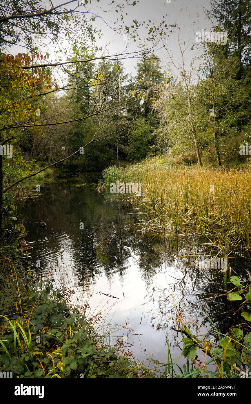 Trees, shrubs and reeds around a small pond in a woodland. Stock Photo