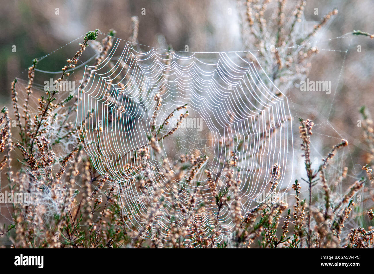 Mutliable spiders webs backlit with the Autumn morning sunshine on small shrubs. Southborough Common, Tunbridge Wells, Kent. Stock Photo